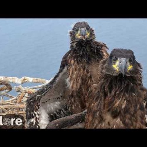 West End Bald Eagle Nest Cliff Live Cam | Avalon, California