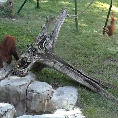 San Diego Zoo Orangutan Habitat Live Cam