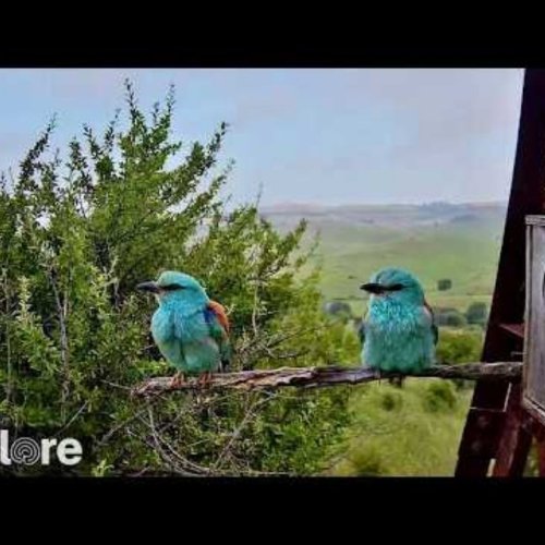 Madzharovo Roller Nest Live Webcam