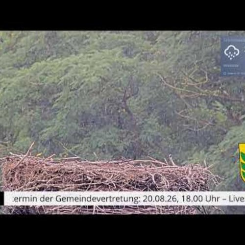 Schönwalde-Glien Live: Bird's Nest Nature Cam in Brandenburg, Germany