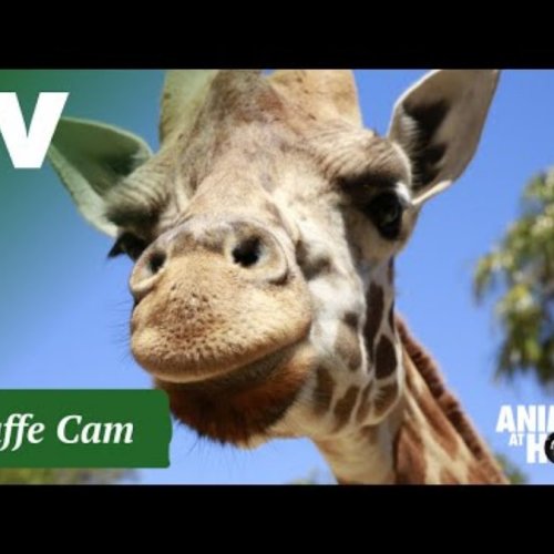 Melbourne Zoo Giraffe Cam Live: Watch Africa's Gentle Giants in Australia