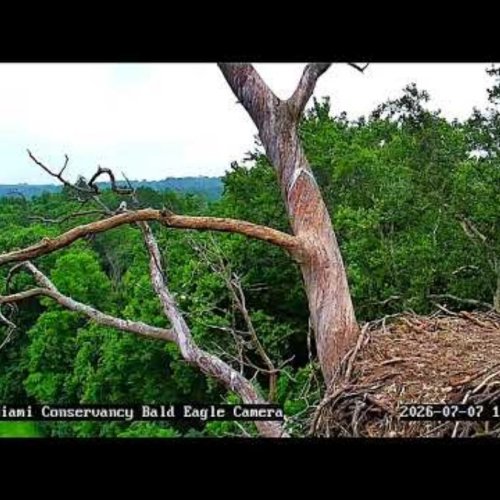 Little Miami Bald Eagle Nest Live View