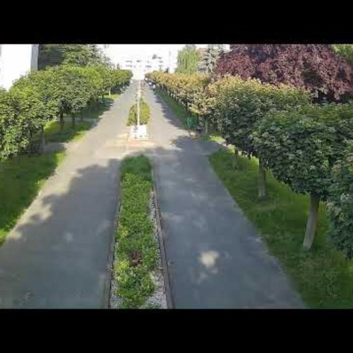 Batory Estate Tree-Lined Alley | Live View from Poznań, Poland