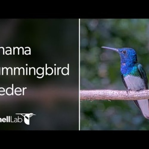 Panama Hummingbird Feeder Live Cam