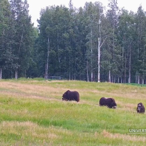 Muskox Live Stream: Fairbanks, Alaska Wildlife Cam