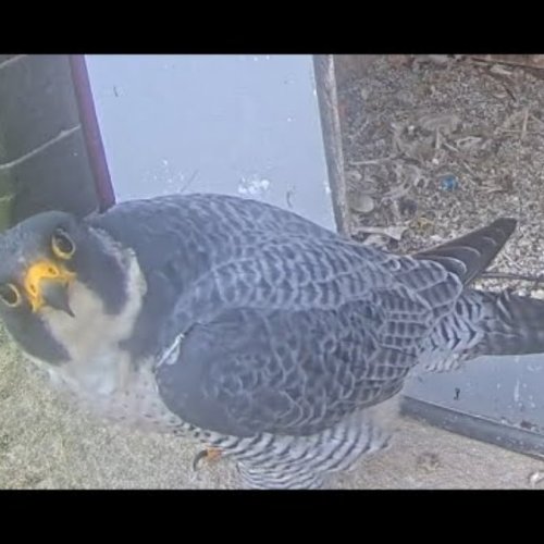Peregrine Falcons Nest Wervik Live Cam