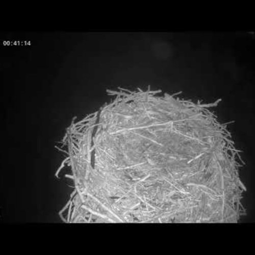 Live Osprey Nest Cam in Canton, USA