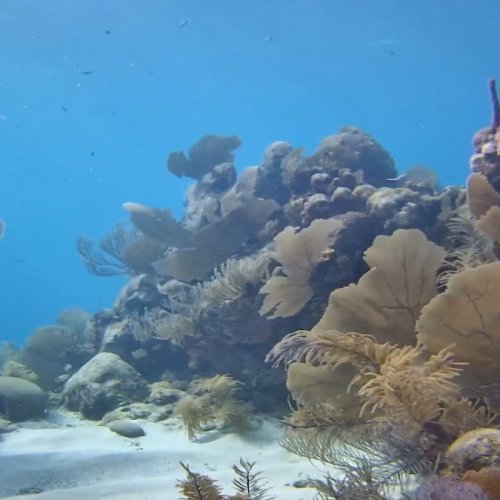 Utila's Back of Dock Marine Life Cam