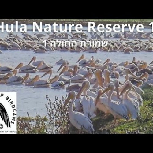 Hula Nature Reserve Live Webcam: Israel's Avian Paradise