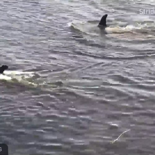 Witness the Majestic Orcas of Alert Bay, Canada 🐳