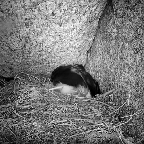 Puffin Burrow Live View