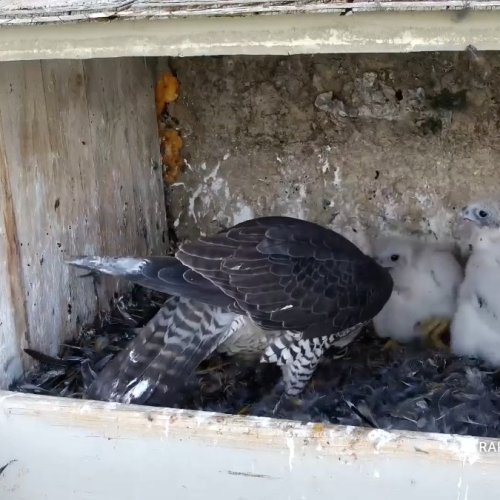 Rochester Peregrine Falcon Nest Live Cam: Watch Falcon Chicks Grow