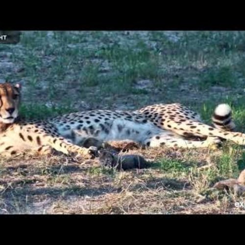 Live Cheetah Webcam: South Africa Wildlife Stream