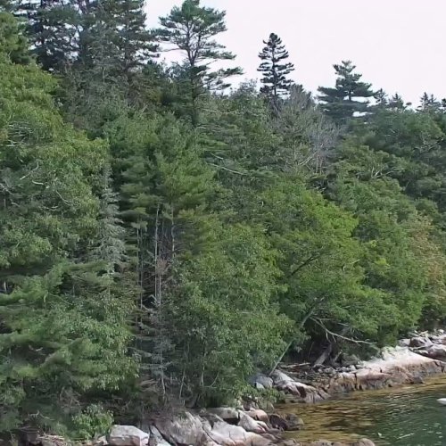 Audubon Boat House Osprey Nest Live Webcam in Bremen, Maine