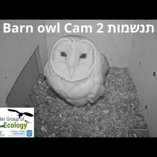Barn Owl Nest Cam in Haifa, Israel | Live Wildlife Stream