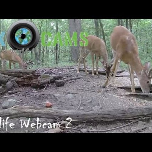 Murrysville Whitetail Deer & Wildlife Feeder Live Camera