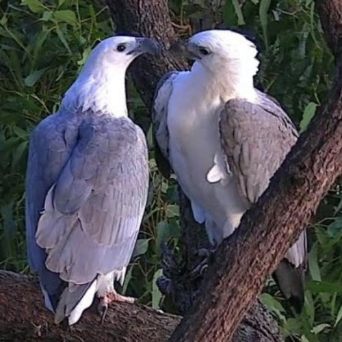 Sydney Sea Eagle Nest Live Cam