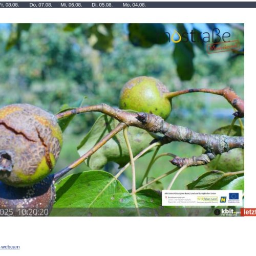 Hauersdorf Pear Tree Webcam: A Live Look at Mostviertel's Orchards