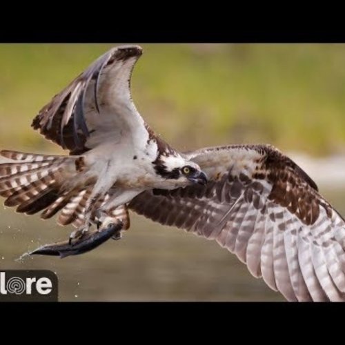 Osprey Nest #2 Live Cam | Bremen, USA