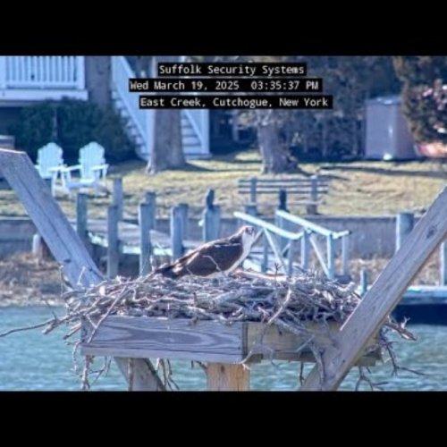 Live Osprey Nest Cam: East Creek, Cutchogue, New York