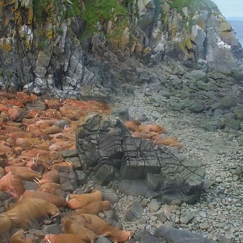 Point Lay Walrus Haulout Live Stream: Arctic Wildlife Beach Cam