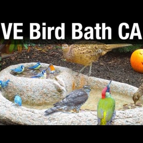 Live Garden Bird Bath & Wildlife Cam in Recke, Germany