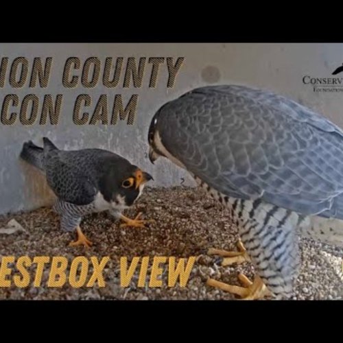 Peregrine Falcon Nestbox View in Elizabeth