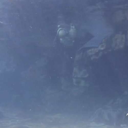 Aquarium of the Pacific Live Penguin Cam | Long Beach, California
