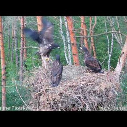 White-Tailed Eagle Nest in Piotrków Trybunalski, Poland