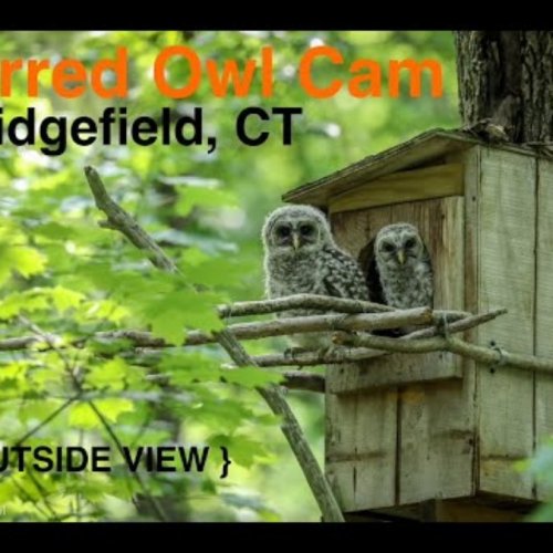 Barred Owl Cam: Live Wildlife from Ridgefield, CT