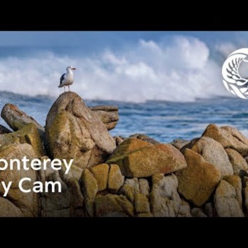 Monterey Bay Live Coastal Webcam