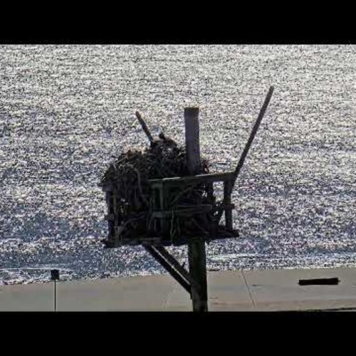 Osprey Nest Live Cam - Fort Hancock Beach 🏖️