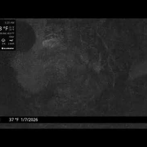 Port Tobacco Eagle Live Webcam: Historic Maryland Views