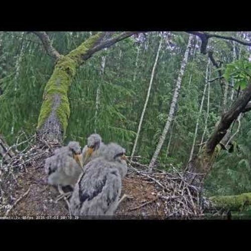 Live Black Stork Nest Webcam in Ogre, Latvia