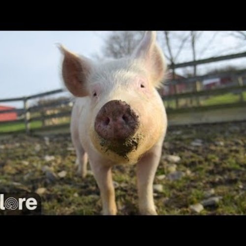 Pine Creek Pig Pasture Sanctuary Live Stream