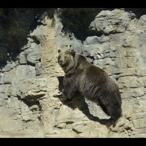 St. Louis Zoo Live Bear Cam: Wildlife in Real Time