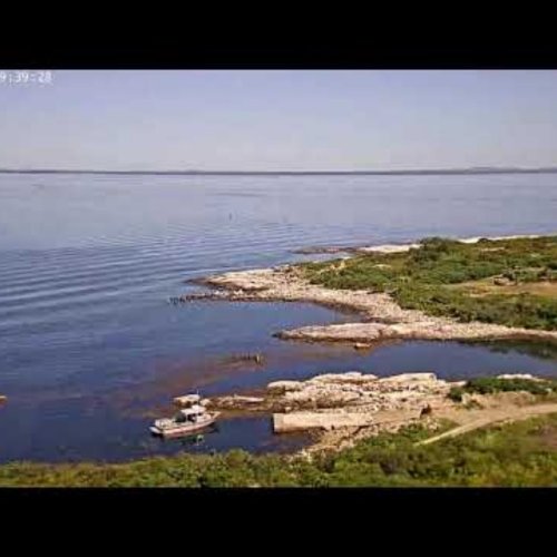 Gulls Colony | Kittery, USA