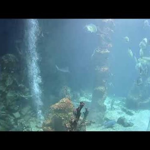 Haus Des Meeres Aquarium Live Webcam, Vienna