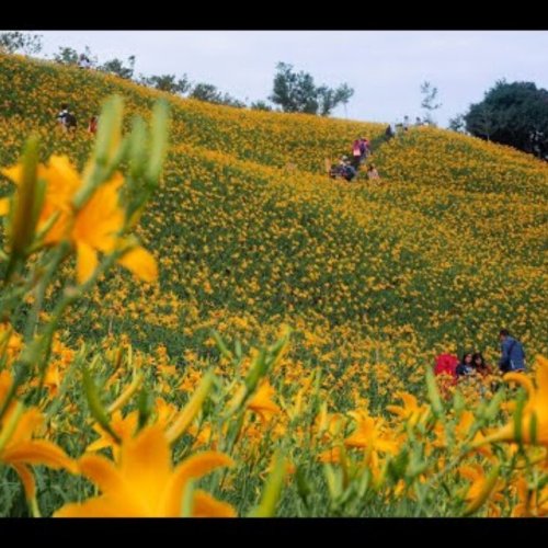 Hushan Yan Daylily Fields 360: A Scenic View of Taiwan's Beauty