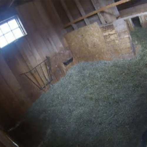 Sunflower Creamery Live Feed - Foggs Corner, Maine