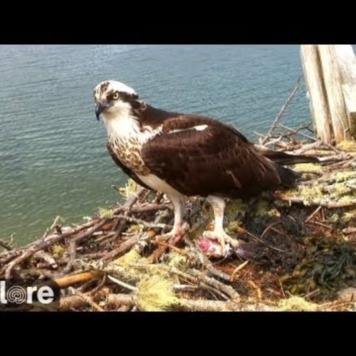 Osprey Nest Cam in Bremen, USA