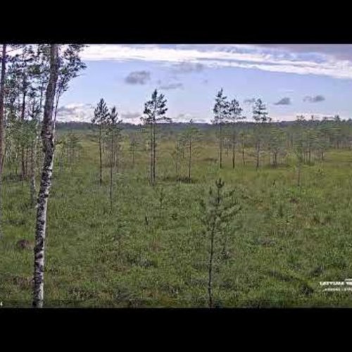 Golden Eagle Habitat Bog | Latvia