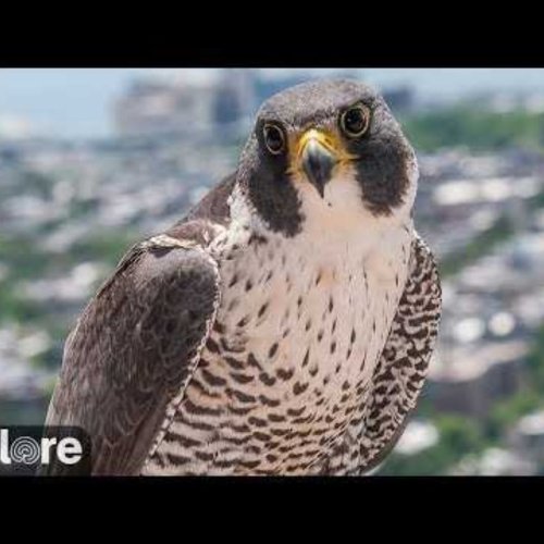 Peregrine Falcon Live Stream: Baltimore's Urban Raptors
