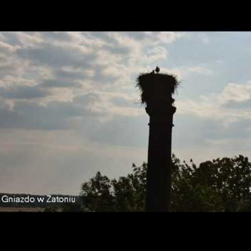 White Stork Nest on Old Chimney | Live from Zatonie, Poland