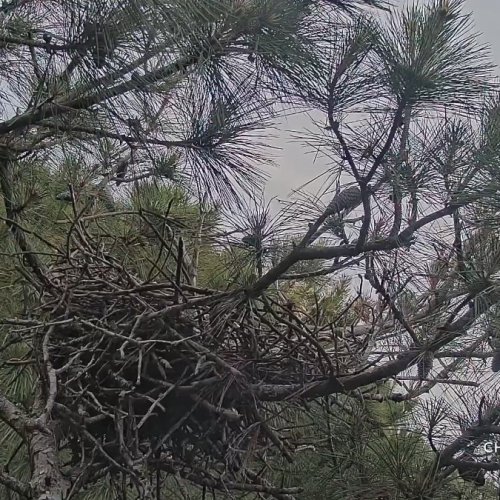 Chesapeake Great Blue Heron's Nest Live View