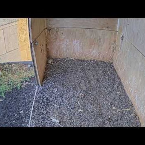 Peregrine Falcon Nest Live Cam Oudenaarde, Belgium