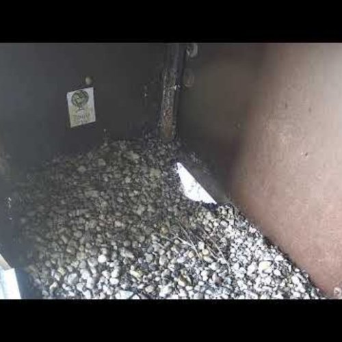 Peregrine Falcon Nest in Gent | Live Bird's Eye View