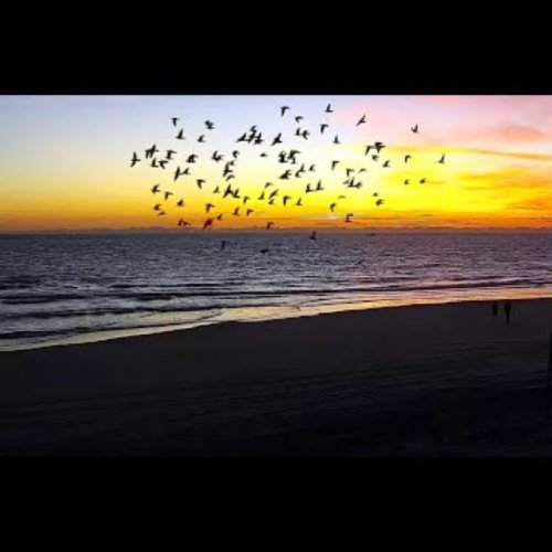 Jacksonville Beach Pier Live Cam: Ocean & Coastal Views