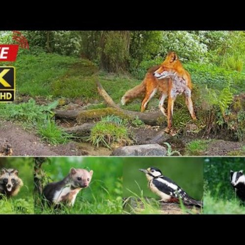 Live Forest Wildlife Den in Lindholm, Denmark Webcam