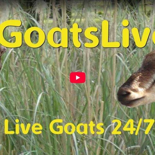 Live Goats of Brooksville, USA: Farm Animal Webcam